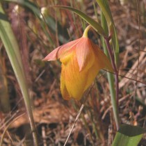 Калохортус хорошенький (Calochortus pulchellus)