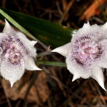 Калохортус Толми (Calochortus tolmiei)