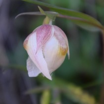 Калохортус белый (Calochortus albus)
