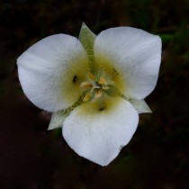 Калохортус остропылытковый (Calochortus apiculatus)