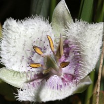 Калохортус изящный (Calochortus elegans), Cat's Ear
