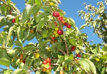 Кизил обыкновенный (Cornus mas).