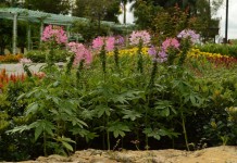 Клеома колючая (Cleome Spinosa)