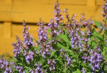 Шалфей лекарственный (Salvia officinalis)
