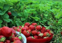 Земляника садовая