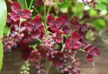 Акебия пятерная (Akebia quinata)