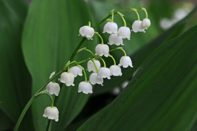 Ландыш майский (Convallaria majalis)