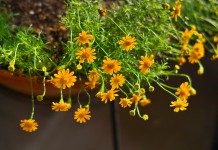 Тимофилла золотисто-желтая, или узколопастная (Thymophylla tenuiloba)