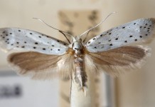 Яблонная моль (Hyponomeuta malinella)
