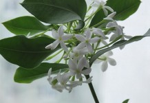 Акокантера восхитительная, или Длиннолистная (Acokanthera oblongifolia, синоним - Acokanthera spectabilis)