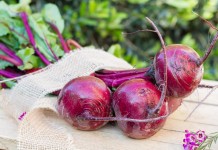 Как сохранить выкопанные корнеплоды свёклы максимально долго