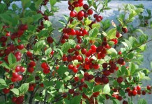 Правила обрезки войлочной вишни