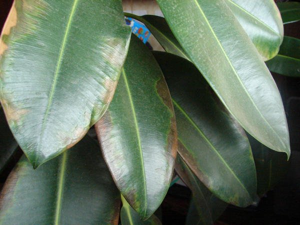 DSC04770
