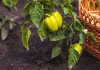 Болезни перца — описание, методы профилактики и борьбы