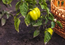 Болезни перца — описание, методы профилактики и борьбы
