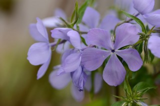 Флокс растопыренный (Phlox divaricata) Флокс растопыренный (Phlox divaricata)