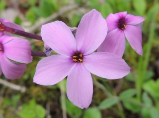 Флокс столоносный, ползучий или побегоносный (Phlox stolonifera) Флокс столоносный, ползучий или побегоносный (Phlox stolonifera)