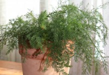 Тысячелистник обыкновенный (Achillea millefolium L.)