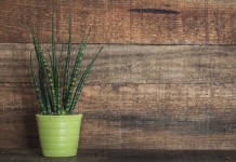 Сансевиерия цилиндрическая, или Цилиндрика (Sansevieria cylindrica)