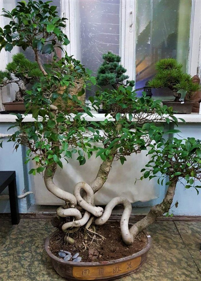 ficus777
