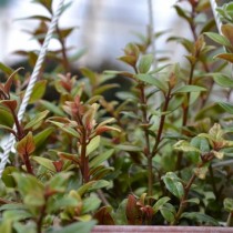 Колумнея ведрарская (Columnea х vedrariensis) Колумнея ведрарская (Columnea х vedrariensis)