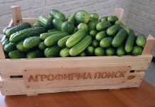 В чем разница между партенокарпическими и пчелоопыляемыми гибридами огурца?