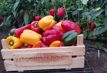 Перец от агрофирмы «Поиск» на любой вкус