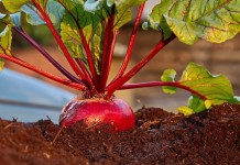 Многие культуры чувствительны к повышенной кислотности почвы