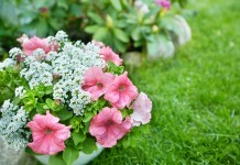 10 самых надёжных однолетних цветов для вашего сада