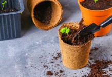 13 комнатных растений, которые легко вырастить из семян в домашних условиях