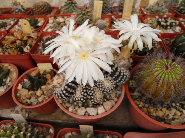Дискокактус Хорсти (Discocactus horstii) Дискокактус Хорсти (Discocactus horstii)
