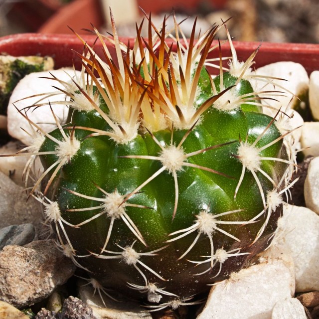 Дискокактус незамечательный (Discocactus pseudoinsignis) Дискокактус незамечательный (Discocactus pseudoinsignis)
