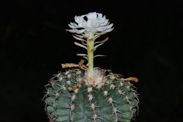 Дискокактус семиколючковый (Discocactus heptacanthus) Дискокактус семиколючковый (Discocactus heptacanthus)