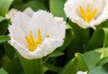 10 самых модных белых сортов тюльпанов