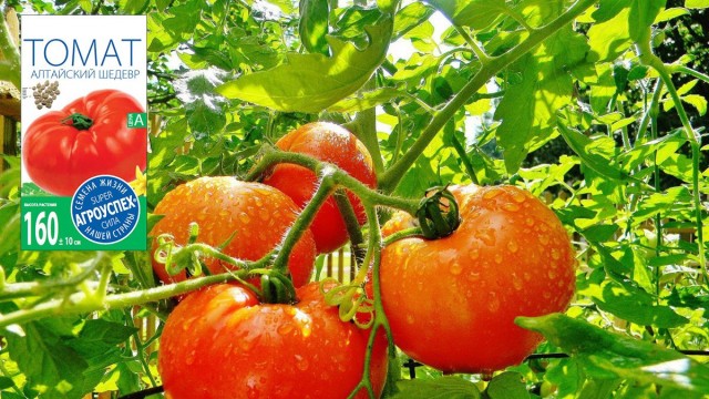 Томаты серии «Алтайский» — помидоры с фруктовым вкусом Томаты серии «Алтайский» — помидоры с фруктовым вкусом