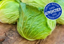 Обзор лучших сортов белокочанной капусты ТМ «Агроуспех»