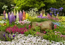 10 самых неприхотливых многолетних цветов