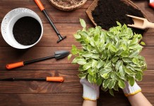 5 главных правил пересадки комнатных растений весной