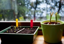 6 ошибок цветовода, или Почему не всходят семена?