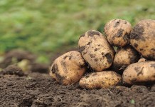 Из-за болезней, вызываемых почвенными грибными патогенами, картофель может терять до трети урожая