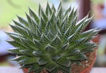 Алоэ остистое (Aloe aristata)