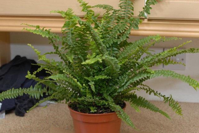 Нефролепис возвышенный (Nephrolepis exaltata) Нефролепис возвышенный (Nephrolepis exaltata)