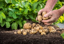 Отсутствие правильной предпосевной обработки может свести на нет все последующие усилия по выращиванию культуры