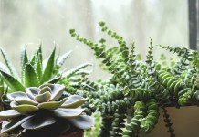 5 самых модных суккулентов для современных интерьеров