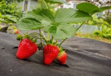 9 лучших материалов для мульчирования земляники садовой