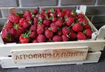 В настоящее время благодаря российским и зарубежным селекционерам создано более 2000 сортов крупноплодной земляники садовой