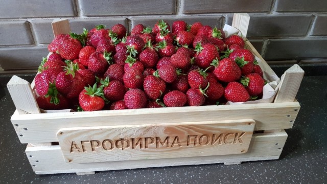 В настоящее время благодаря российским и зарубежным селекционерам создано более 2000 сортов крупноплодной земляники садовой В настоящее время благодаря российским и зарубежным селекционерам создано более 2000 сортов крупноплодной земляники садовой