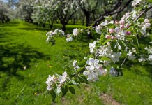 Лучший способ не допустить распространения болезней и вредителей - провести профилактические мероприятия по защите сада