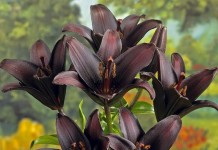 11 самых красивых черных цветов, или Немного мистики в саду