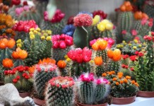 20 комнатных кактусов и суккулентов с поразительно красивым цветением